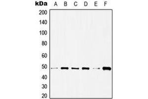 Western blot analysis of Histone Deacetylase 3 expression in HeLa (A), C32 (B), NIH3T3 (C), Raw264.