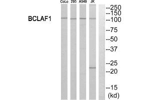Western Blotting (WB) image for anti-BCL2-Associated Transcription Factor 1 (BCLAF1) (Internal Region) antibody (ABIN1850886) (BCLAF1 anticorps  (Internal Region))