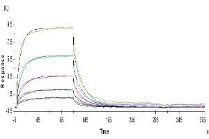 Human B7-H2 captured on Protein A chip, can bind Human ICOS(C136S,C137S), His Tag with an affinity constant of 40.