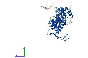 AlphaFold protein structure predicition of Mouse Recombinant Mrpl4 Protein, UniprotID Q9DCU6