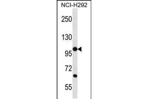 Western blot analysis in NCI-H292 cell line lysates (35ug/lane). (PCDHB12 anticorps  (C-Term))