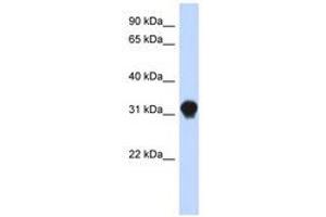 Image no. 1 for anti-Dynein, Axonemal, Light Intermediate Chain 1 (DNALI1) (N-Term) antibody (ABIN6741250) (DNALI1 anticorps  (N-Term))
