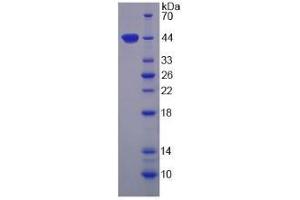 SDS-PAGE analysis of Human Arginase II Protein. (ARG2 Protéine)