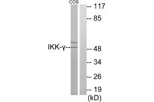 Western blot analysis of extracts from COS-7 cells, using IKK- gamma antibody. (IKBKG anticorps  (Internal Region))