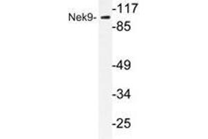 Western blot analysis of Nek9 antibody in extracts from A549 cells. (NEK9 anticorps)