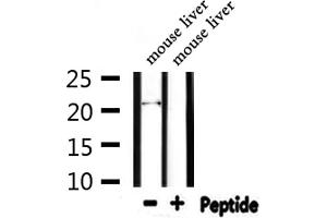 Western blot analysis of extracts from mouse liver, using FGF6 Antibody.