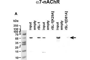 Analysis of rSLURP-1 targets in A549 cells.