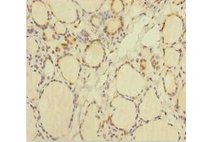 Immunohistochemistry of paraffin-embedded human thyroid tissue using ABIN7172031 at dilution of 1:100 (TXNL1 anticorps  (AA 2-289))
