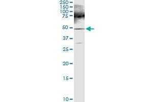 anti-Phenylalanine-tRNA Synthetase 2 (Mitochondrial) (FARS2) (AA 1-451) antibody