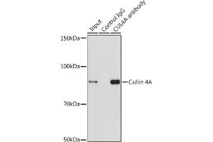 Immunoprecipitation analysis of 200 μg extracts of HeLa cells using 3 μg Cullin 4A antibody (ABIN3016905, ABIN3016906, ABIN3016907 and ABIN6219875). (Cullin 4A anticorps)