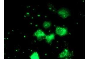 Anti-PGAM2 mouse monoclonal antibody (ABIN2454930) immunofluorescent staining of COS7 cells transiently transfected by pCMV6-ENTRY PGAM2 (RC200701). (PGAM2 anticorps)