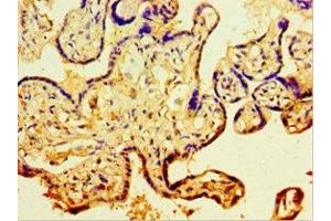Immunohistochemistry of paraffin-embedded human placenta tissue using ABIN7146201 at dilution of 1:100