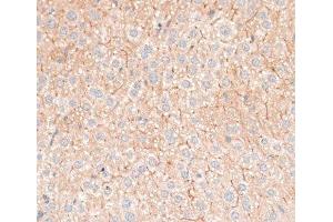 Immunohistochemistry of paraffin-embedded Mouse liver using CDH18 Polyclonal Antibody at dilution of 1:100 (40x lens).