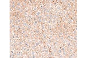 Immunohistochemistry of paraffin-embedded Mouse liver using CDH18 Polyclonal Antibody at dilution of 1:100 (40x lens). (CDH18 anticorps)