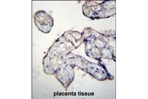 TRIP13 Antibody (C-term) (ABIN656567 and ABIN2845827) immunohistochemistry analysis in formalin fixed and paraffin embedded human placenta tissue followed by peroxidase conjugation of the secondary antibody and DAB staining.