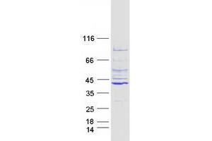 Validation with Western Blot
