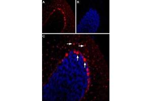 Expression of 5-Hydroxytryptamine receptor 2B in mouse cerebellum - Immunohistochemical staining of mouse cerebellum using Anti-5HT2B Receptor (HTR2B) (extracellular) Antibody (ABIN7043619, ABIN7045288 and ABIN7045289) (1:400).