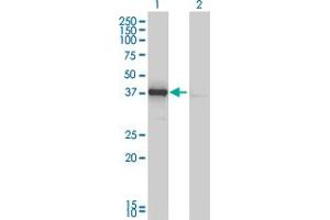 Western Blot analysis of DNAJB4 expression in transfected 293T cell line by DNAJB4 monoclonal antibody (M01), clone 1H2-3G4.