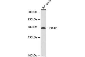 Western blot analysis of extracts of rat brain, using PLCH1 antibody (ABIN6132883, ABIN6145758, ABIN6145759 and ABIN6216706) at 1:3000 dilution. (PLCH1 anticorps  (AA 1100-1400))
