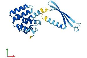 AlphaFold protein structure predicition of Mouse Recombinant Commd7 Protein, UniprotID Q8BG94