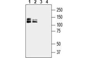 Western blot analysis of human Jurkat T-cell leukemia cell line lysate (lanes 1 and 3) and human HL-60 promyelocytic leukemia cell line lysate (lanes 2 and 4): - 1,2. (SEMA4D/CD100 anticorps  (Extracellular, N-Term))
