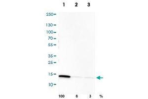 Western Blot analysis of U-251cell transfected with (1) control siRNA, (2) target specific siRNA probe #1, (3) target specific siRNA probe #2 using PPIB monoclonal antibody, clone CL3901.