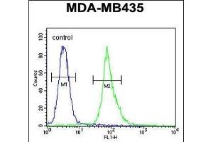 AKT1 Antibody (Thr308) (ABIN654500 and ABIN2844231) flow cytometric analysis of MDA-M cells (right histogram) compared to a negative control cell (left histogram). (AKT1 anticorps  (Thr308))