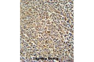 ZN180 antibody (N-term) immunohistochemistry analysis in formalin fixed and paraffin embedded human spleen tissue followed by peroxidase conjugation of the secondary antibody and DAB staining. (ZNF180 anticorps  (N-Term))