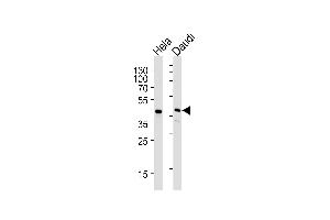 Lane 1: HeLa Cell lysates, Lane 2: Daudi Cell lysates, probed with USF1 (1264CT170. (USF1 anticorps)