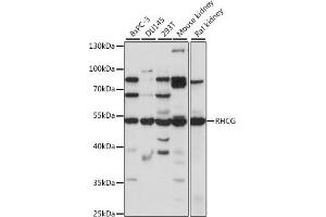 Western blot analysis of extracts of various cell lines, using RHCG antibody (ABIN7269960) at 1:1000 dilution.