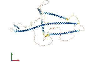 AlphaFold protein structure predicition of Human Recombinant SSX2IP Protein, UniprotID Q9Y2D8