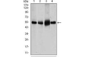 Western blot analysis using SLC2A4 mouse mAb against HeLa (1), NIH3T3 (2), 3T3-L1 (3) cell lysate and Mouse heart (4) tissue lysate.
