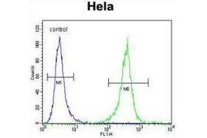 Flow cytometric analysis of Hela cells (right histogram) compared to a negative control cell (left histogram) using DNAJB6  Antibody , followed by FITC-conjugated goat-anti-rabbit secondary antibodies. (DNAJB6 anticorps  (Middle Region))