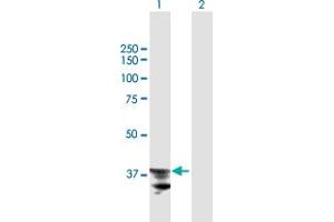 Western Blot analysis of ADAM22 expression in transfected 293T cell line by ADAM22 MaxPab polyclonal antibody.