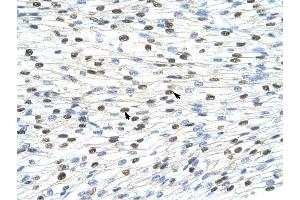 DAZAP1 antibody was used for immunohistochemistry at a concentration of 4-8 ug/ml to stain Myocardial cells (arrows) in Human Heart. (DAZAP1 anticorps  (C-Term))