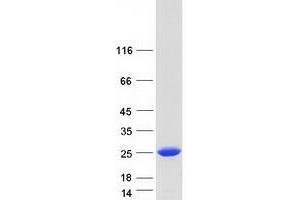 Validation with Western Blot