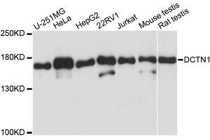 Western blot analysis of extracts of various cell lines, using DCTN1 antibody (ABIN5970900) at 1/1000 dilution. (Dynactin 1 anticorps)
