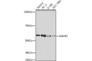 Western blot analysis of extracts of various cell lines, using  Rabbit mAb (ABIN7265630) at 1:1000 dilution. (AMHR2 anticorps)
