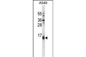 BBC3 Antibody (Center) (ABIN658021 and ABIN2850502) western blot analysis in A549 cell line lysates (35 μg/lane). (PUMA anticorps  (AA 109-137))