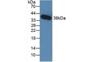 Western blot analysis of recombinant Human TGFb3. (TGFB3 anticorps  (AA 24-300))