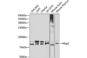 Western blot analysis of extracts of various cell lines, using Map2 antibody  at 1:400 dilution. (MAP2 anticorps)