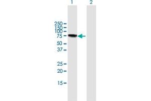 Western Blot analysis of LGALS3BP expression in transfected 293T cell line by LGALS3BP MaxPab polyclonal antibody.
