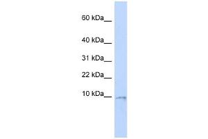 UCRC antibody used at 1 ug/ml to detect target protein. (UQCR10 anticorps)