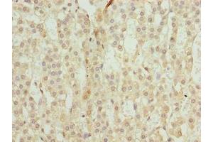 Immunohistochemistry of paraffin-embedded human adrenal gland tissue using ABIN7172369 at dilution of 1:100 (TRAPPC6B anticorps  (AA 1-130))