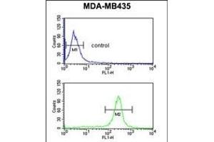 GSTK1 Antibody (Center) (ABIN653824 and ABIN2843092) flow cytometric analysis of MDA-M cells (bottom histogram) compared to a negative control cell (top histogram). (GSTK1 anticorps  (AA 93-120))