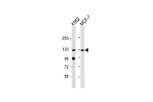 All lanes : Anti-hLLGL2- at 1:2000 dilution Lane 1: K562 whole cell lysate Lane 2: MCF-7 whole cell lysate Lysates/proteins at 20 μg per lane. (LLGL2 anticorps  (N-Term))