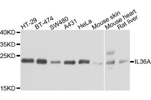 Western blot analysis of extracts of various cell lines, using IL36A antibody (ABIN5974522) at 1/1000 dilution. (IL36A/IL1F6 anticorps)