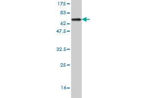 Western Blot detection against Immunogen (70.