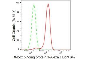 anti-X-Box Binding Protein 1 (XBP1) antibody