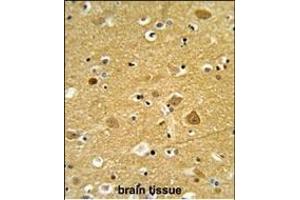 Formalin-fixed and paraffin-embedded human brain tissue reacted with TNPO1 Antibody (N-term), which was peroxidase-conjugated to the secondary antibody, followed by DAB staining.